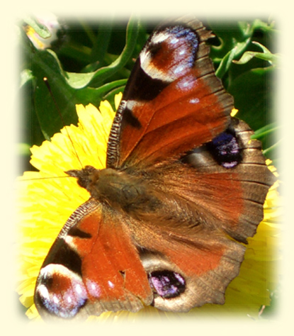 Bild eines Pfauenauges (Schmetterling)