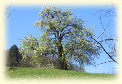 Baum - Natur