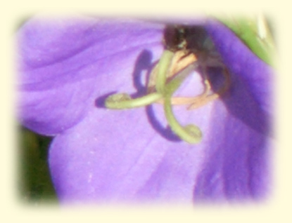 Bild einer lila Blüte
